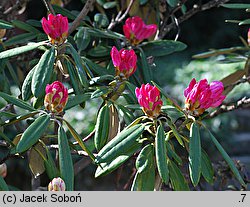 Rhododendron japonoheptamerum var. japonoheptamerum (różanecznik Metternicha)