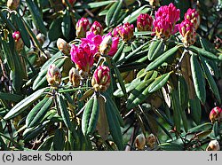 Rhododendron japonoheptamerum var. japonoheptamerum (różanecznik Metternicha)