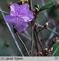 Rhododendron sichotense (różanecznik sichoteński)