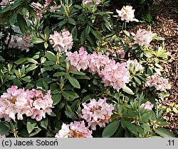 Rhododendron hort. Pink Cherub