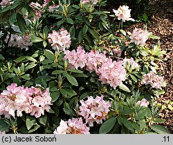 Rhododendron Pink Cherub