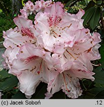 Rhododendron Pink Cherub