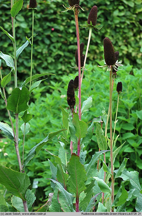 Rudbeckia occidentalis (rudbekia zachodnia)