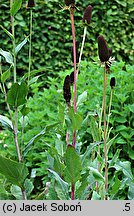 Rudbeckia occidentalis (rudbekia zachodnia)