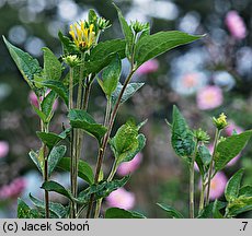 Rudbeckia subtomentosa