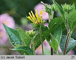 Rudbeckia subtomentosa