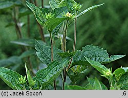 Rudbeckia subtomentosa