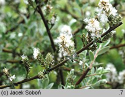 Salix repens ssp. repens var. arenaria (wierzba płożąca typowa odm. piaskowa)