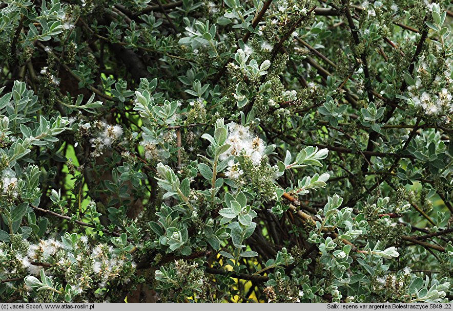 Salix repens ssp. repens var. arenaria (wierzba płożąca typowa odm. piaskowa)