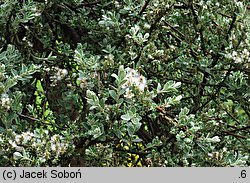 Salix repens ssp. repens var. arenaria (wierzba płożąca typowa odm. piaskowa)