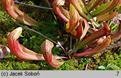 Sarracenia purpurea (kapturnica purpurowa)