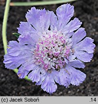 Scabiosa caucasica (driakiew kaukaska)