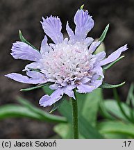 Scabiosa caucasica (driakiew kaukaska)