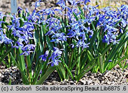 Scilla siberica (cebulica syberyjska)