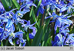 Scilla siberica (cebulica syberyjska)