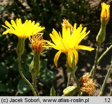 Scorzonera hispanica