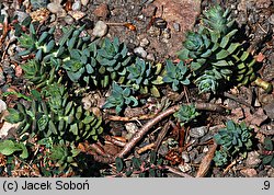 Petrosedum sediforme (rozchodnik nicejski)