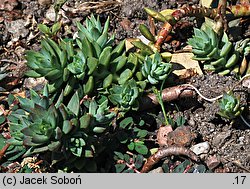 Petrosedum sediforme (rozchodnik nicejski)