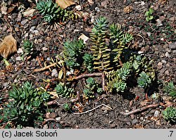 Petrosedum sediforme (rozchodnik nicejski)