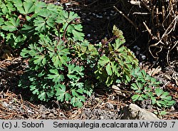 Semiaquilegia ecalcarata