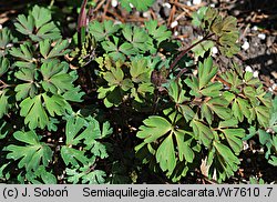 Semiaquilegia ecalcarata