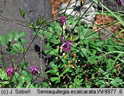 Semiaquilegia ecalcarata