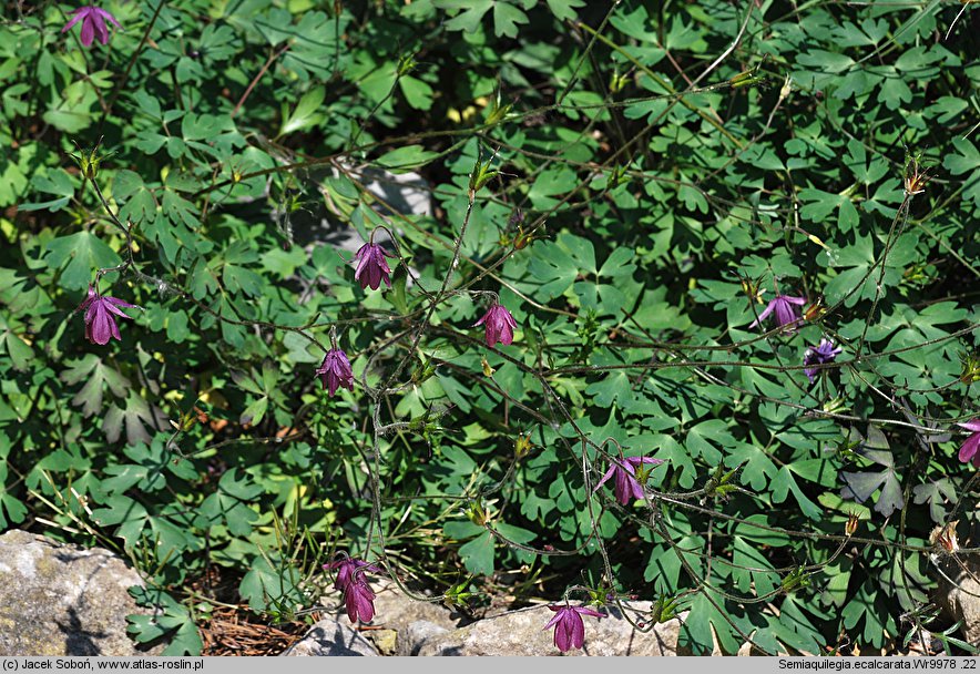 Semiaquilegia ecalcarata