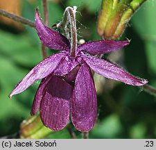 Semiaquilegia ecalcarata