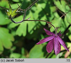 Semiaquilegia ecalcarata