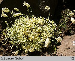 Silene uniflora (lepnica nadmorska)