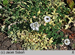 Silene uniflora (lepnica nadmorska)