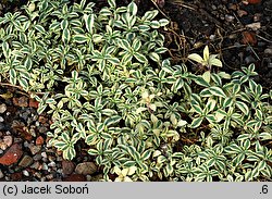 Silene uniflora (lepnica nadmorska)