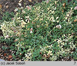 Silene uniflora (lepnica nadmorska)