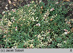 Silene uniflora (lepnica nadmorska)