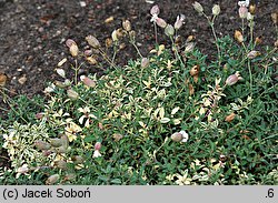 Silene uniflora (lepnica nadmorska)