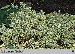 Silene uniflora (lepnica nadmorska)