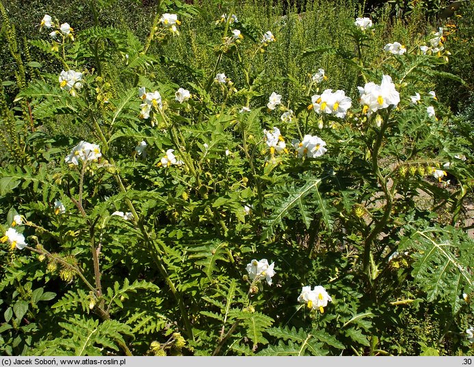 Solanum sisymbriifolium