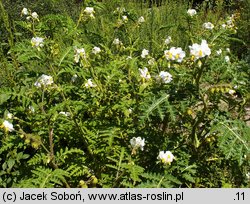 Solanum sisymbriifolium