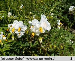 Solanum sisymbriifolium