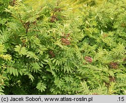 Sorbus aucuparia ssp. glabrata