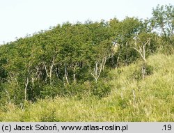 Sorbus aucuparia ssp. glabrata (jarząb pospolity górski)