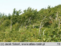 Sorbus aucuparia ssp. glabrata (jarząb pospolity górski)