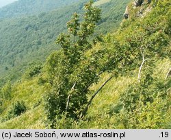 Sorbus aucuparia ssp. glabrata (jarząb pospolity górski)