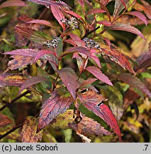 Spiraea japonica Anthony Waterer