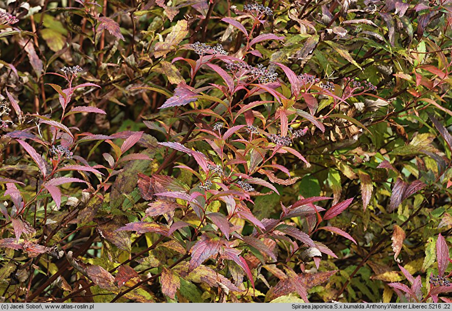 Spiraea japonica Anthony Waterer