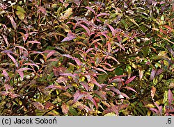 Spiraea japonica Anthony Waterer