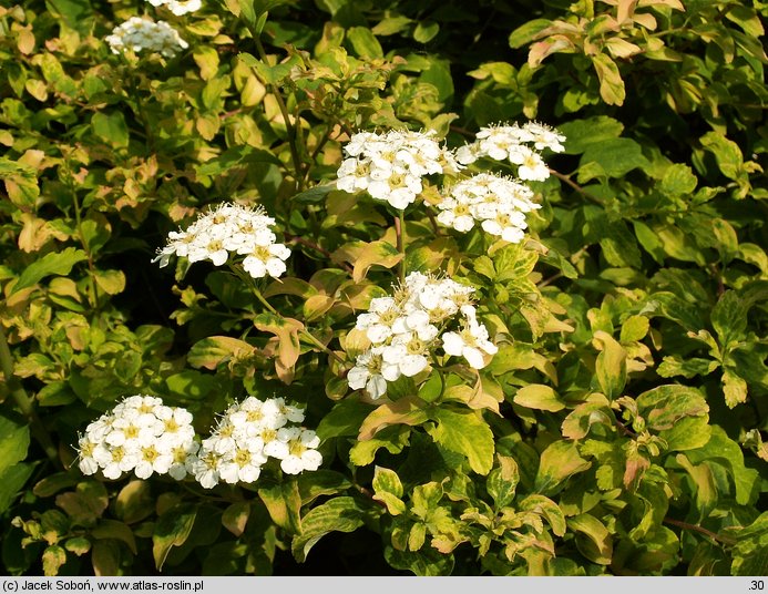 Spiraea nipponica Gerlves Rainbow