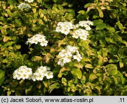 Spiraea nipponica Gerlves Rainbow