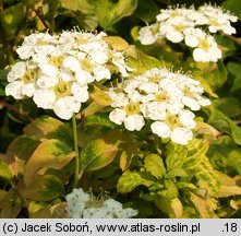 Spiraea nipponica Gerlves Rainbow