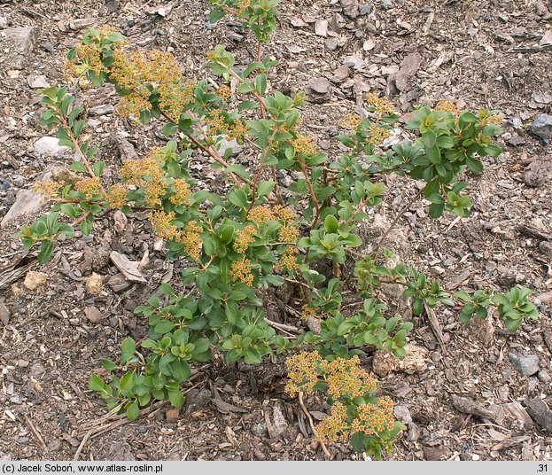 Spiraea nipponica White Carpet